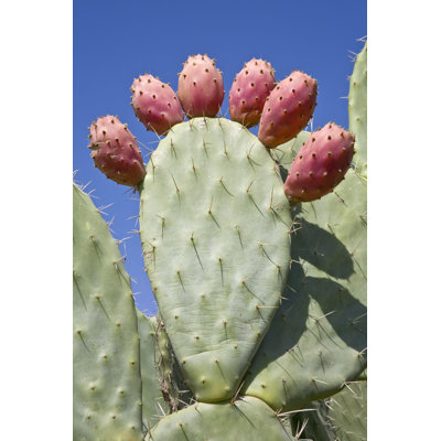 " Opuntia " by Witr
