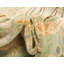 Tapis touffeté ikat Moore en vert clair / beige-1270111259