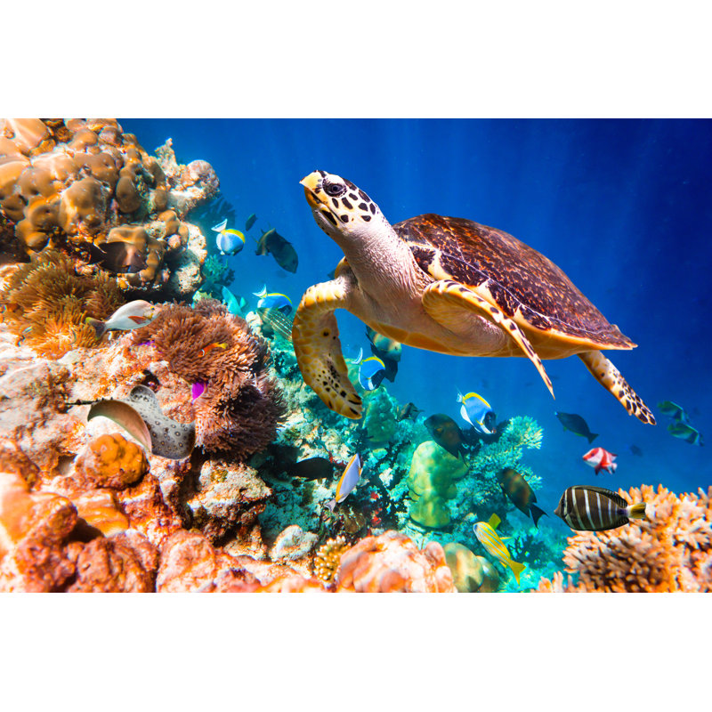 Hawksbill Turtle by Cookelma - Wrapped Canvas Print, 30cm H x 46cm W