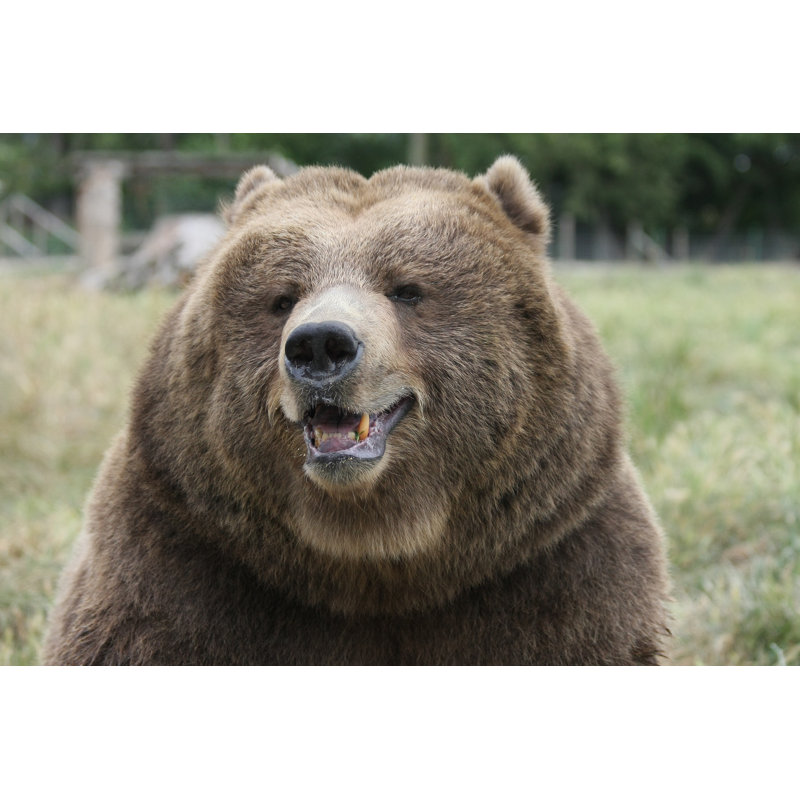 «Brown Bear Smile» par Hakunellies - photographie sur toile tendue, L 12 po x H 8 po