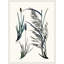 Careful In Contemplation 4 Print by Art House Studios-830110917