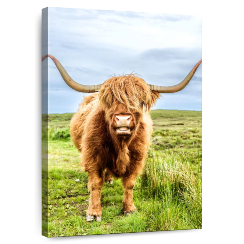 «Fluffy Baby Highland Cow», Écosse, H 24 po x l 16 po
