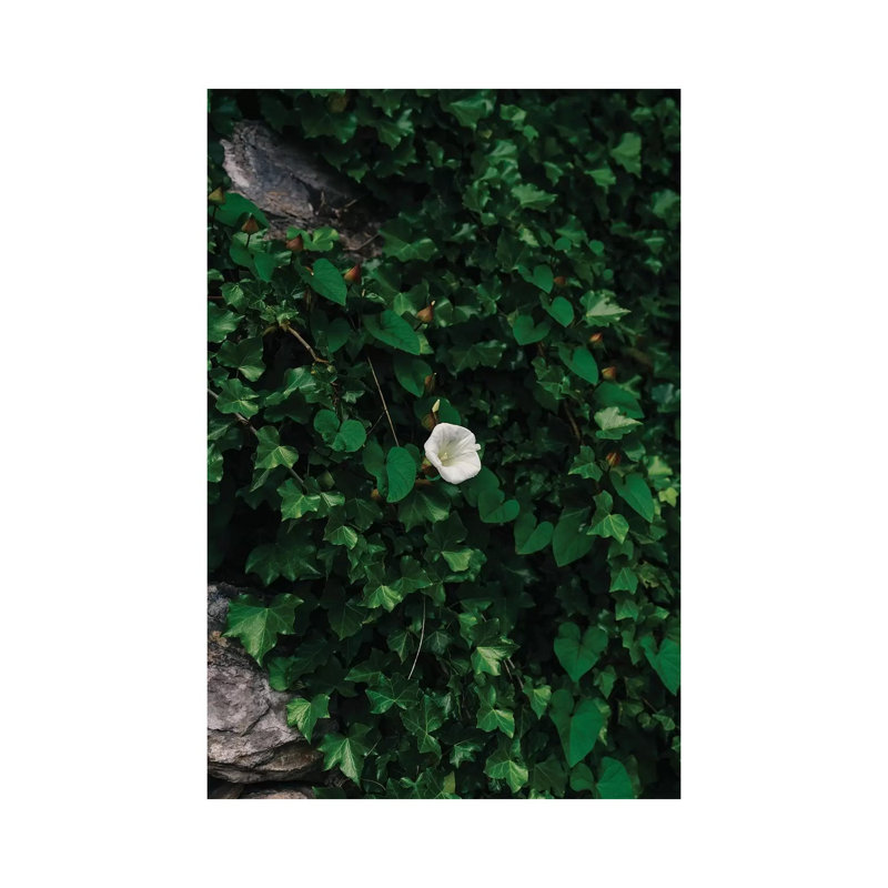 Amalfi Coast Blooms IV by Bethany Young - Print on Canvas, Wrapped Canvas, 30.48cm H x 20.32cm W x 1.91cm D