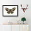 Great Peacock Moth by George Shaw - Picture Frame Painting Print-55575360-55575362