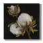 " COTTON BALLS II "-902095997