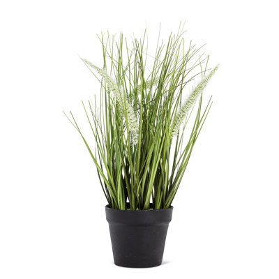 Plume d'herbe en pot