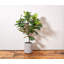 5FT Artificial Fig Tree KD