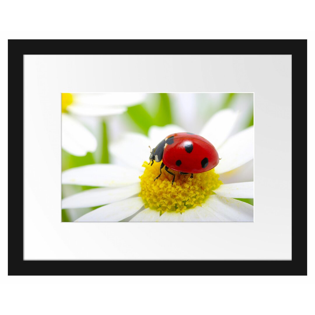 Marienkäfer auf einem Gänseblümchen Gerahmter Fotodruck Poster