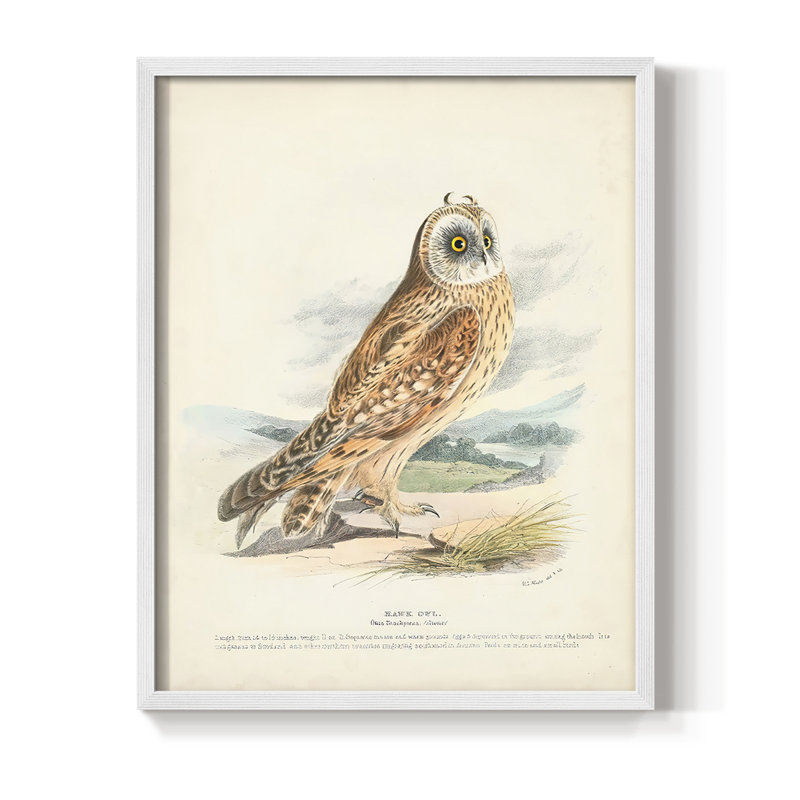 Hawk Owl Framed Print - Solid Wood, 15" H x 12" W, White