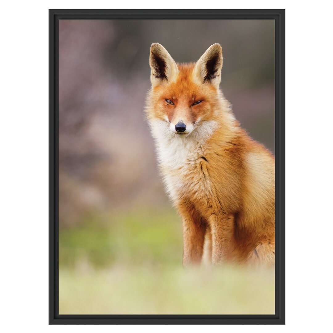 Gerahmtes Wandbild Listiger Fuchs