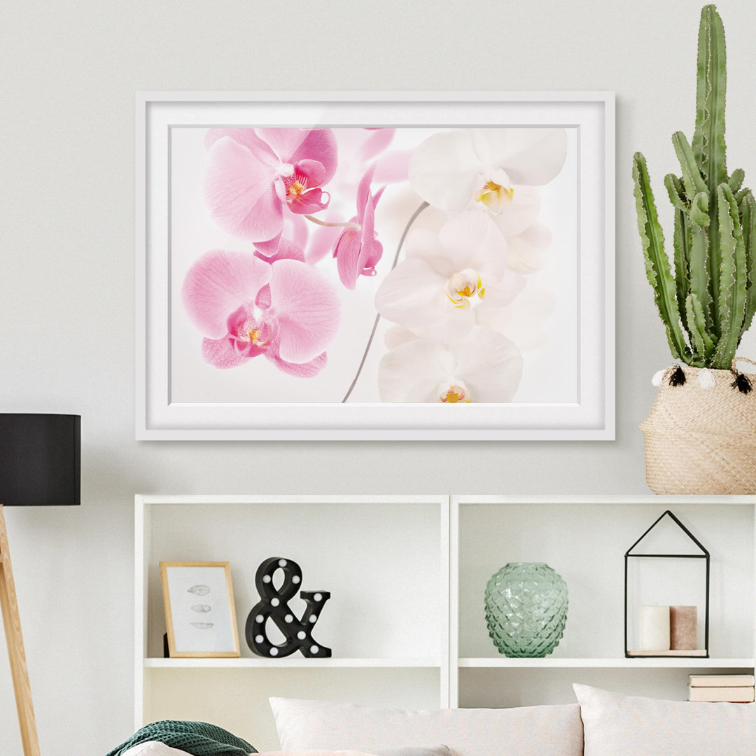 Gerahmtes Papierbild Zarte Orchideen