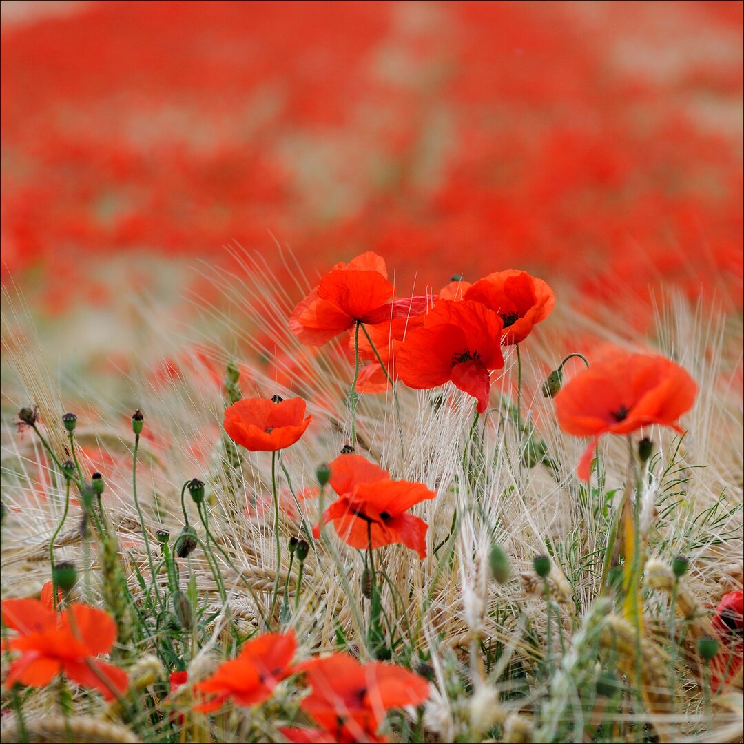 Glasbild Red Flowers, Kunstdruck