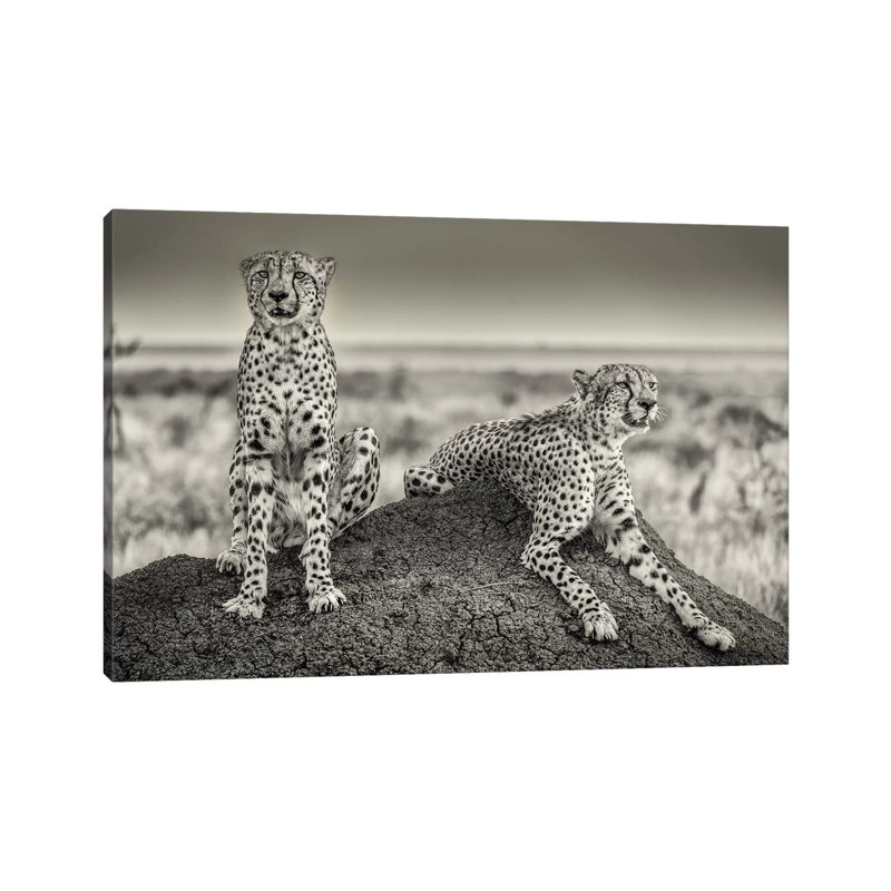 Two Cheetahs Watching Out by Henrike Scheid - Wrapped Canvas Print, 20.32 cm H x 30.48 cm W
