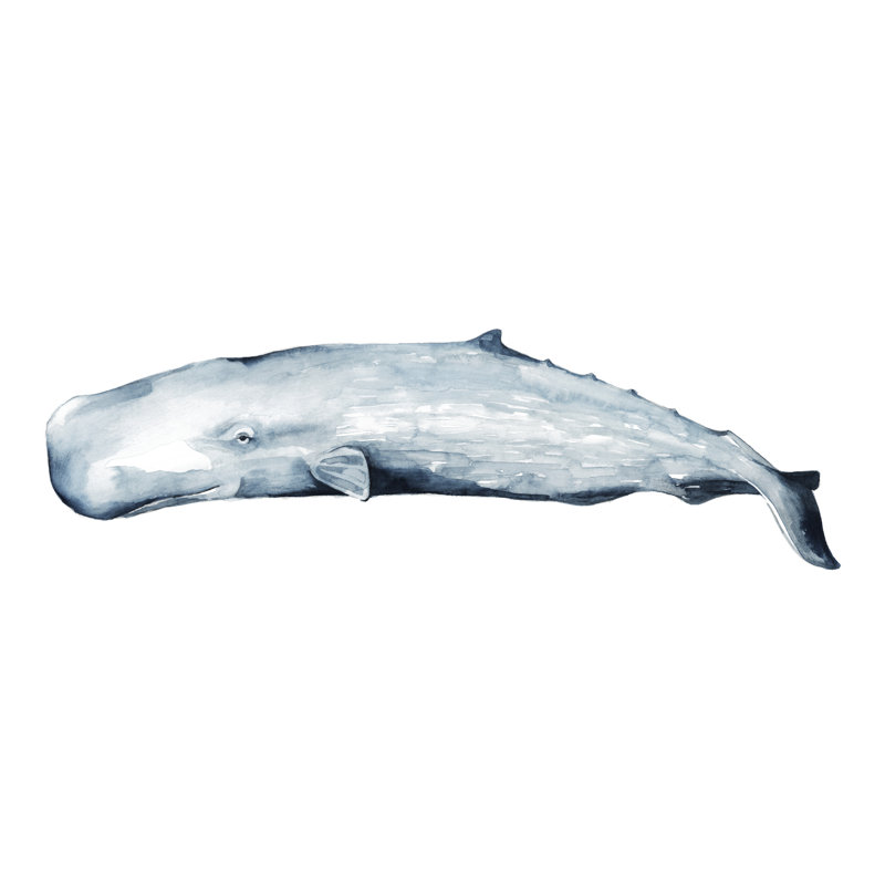 Whale Portrait II by Grace Popp - Painting Print, 30cm H x 46cm W, Wrapped Canvas
