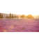 Lavender Field At Sunset by Pawel.gaul - Wrapped Canvas Print
