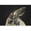 Black/White/Orange Iguana Sculpture