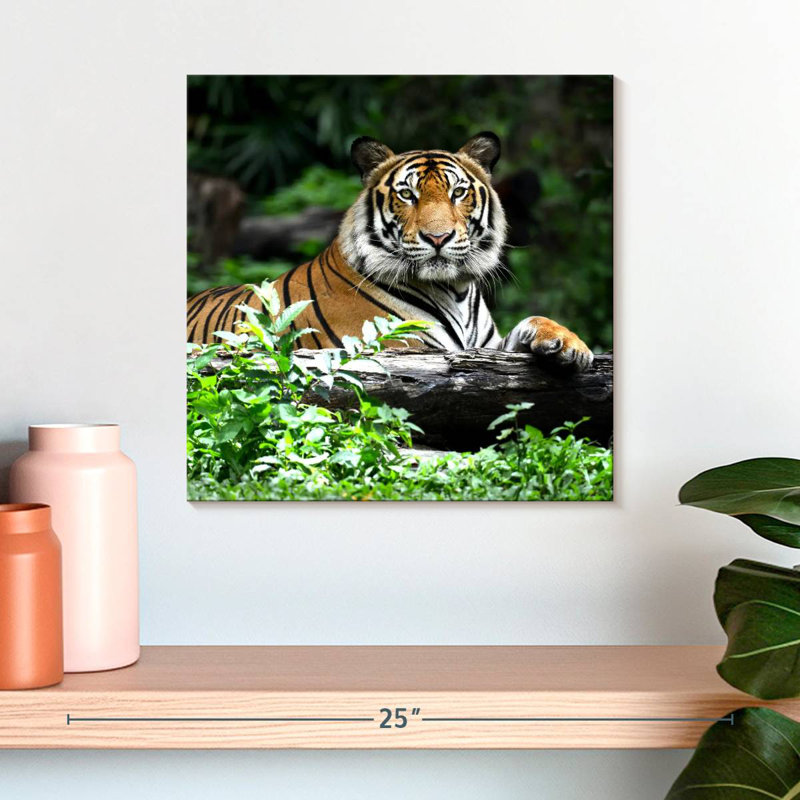 Brampt Resting Bengal Tiger, 16" H x 16" W