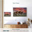 Trois Longhorns du Texas-107490548