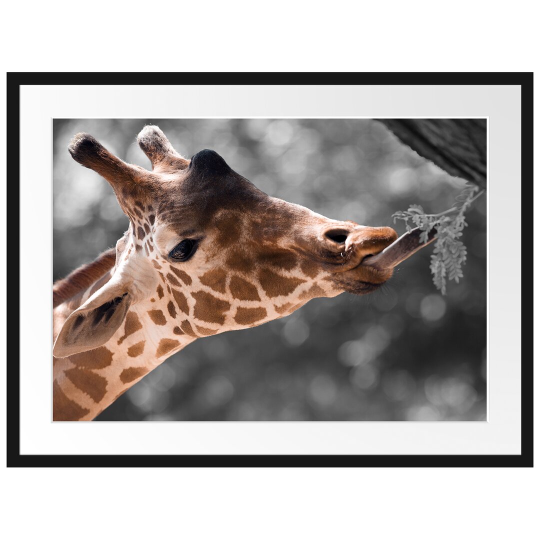 Gerahmtes Poster Hungrige Giraffe mit Zweig