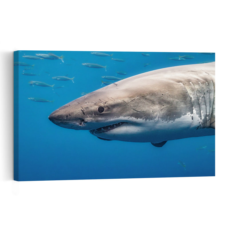 Powerful Great White Shark Contemporary Fish Shark Nature Ocean Wall Art Print, 40" H x 60" W
