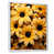 White Floater Framed