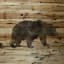 Bear Birch Bark par Amanda Greenwood - Impression sur bois-2010333921