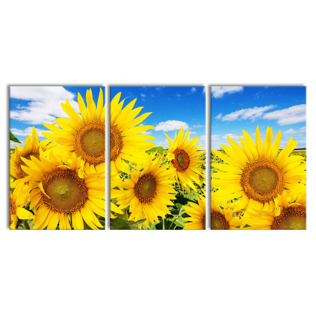 3-tlg. Leinwandbilder-Set Sonnenblumenwiese unter Himmel