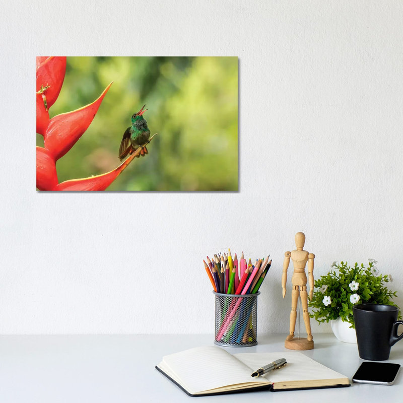 Costa Rica, Sarapiqui River Valley. Rufous-Tailed Hummingbird On Heliconia Plant. by Jaynes Gallery - Wrapped Canvas Print