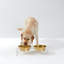 Clear Elevated Feeder with Gold Bowls-678568965-742289394