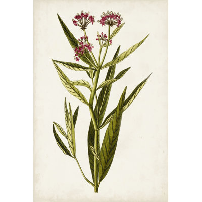 Antique Botanical Study VIII - Painting