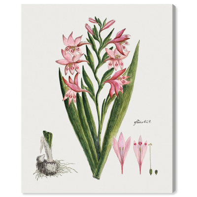 Gladiolus Carneus Canvas by Art Remedy