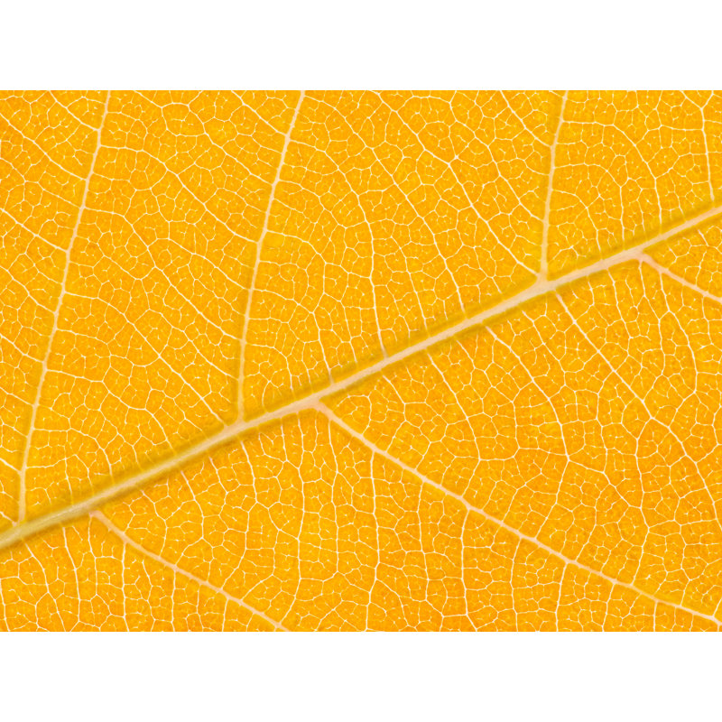 Philippe Monthoux " Autumn Leaf " by Philippe Monthoux, Black Framed Canvas, 24" H x 32" W