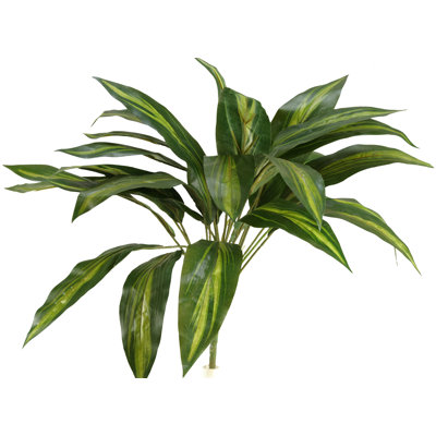 Dracaena Arrangement