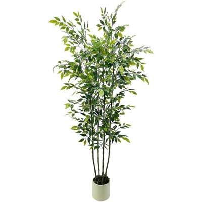 183cm Plant