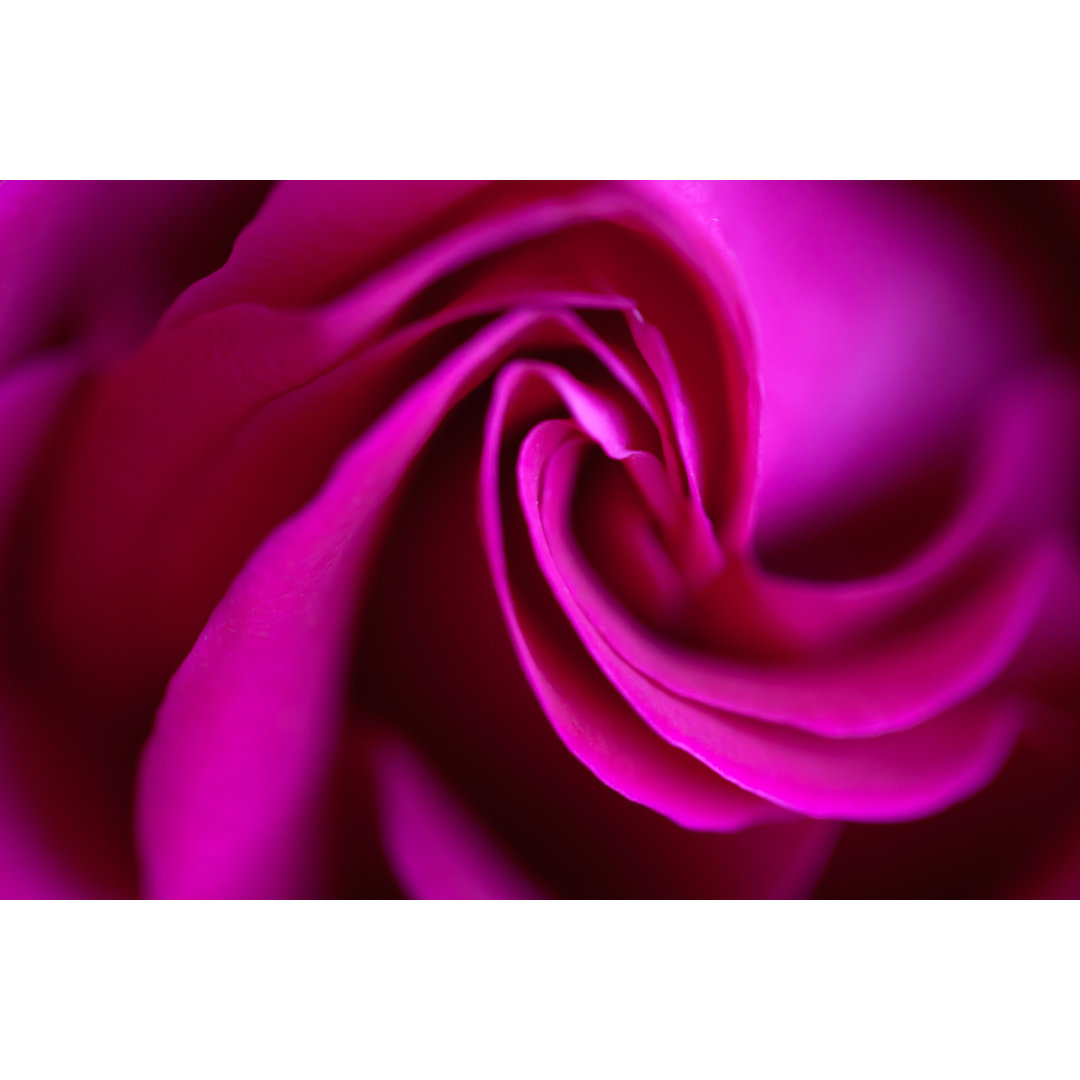 Rose in Makro. Hintergrund. Wallpaper. von Anna-utkina - Leinwandbild -