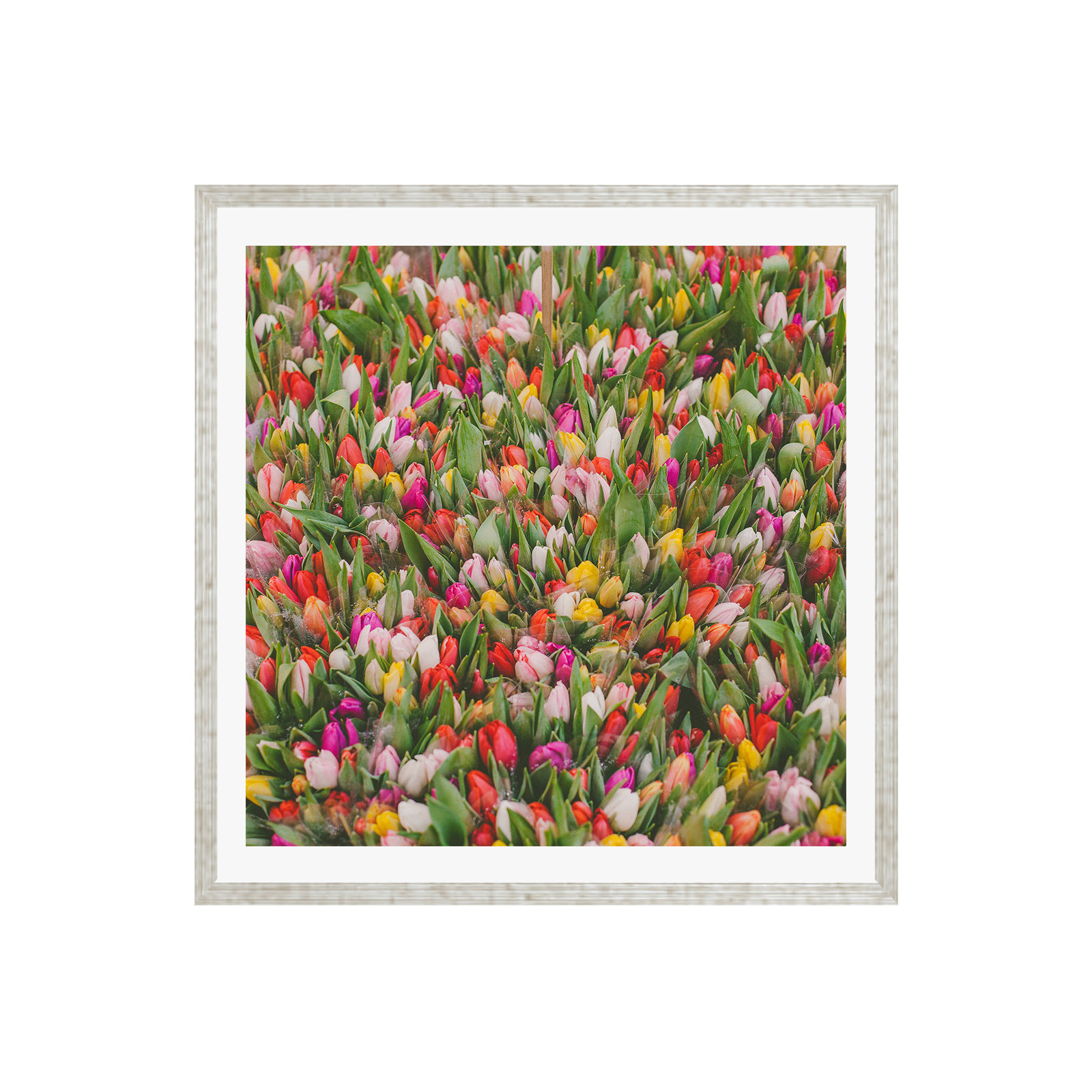 Rainbow Tulips by Hello Twiggs, No, Silver Floater Framed, 12" H x 12" W x 2" D
