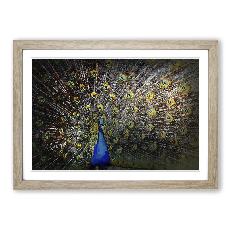 Peacock with Outstretched Feathers - Picture Frame Graphic Art Print on MDF, 36cm H x 48cm W x 2cm D, Oak Framed