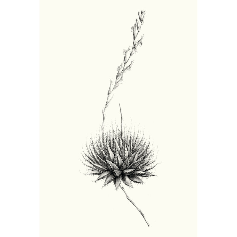 Graphic Succulents V by Vision Studio - Wrapped Canvas Painting, 30cm H x 20cm W x 3.8cm D