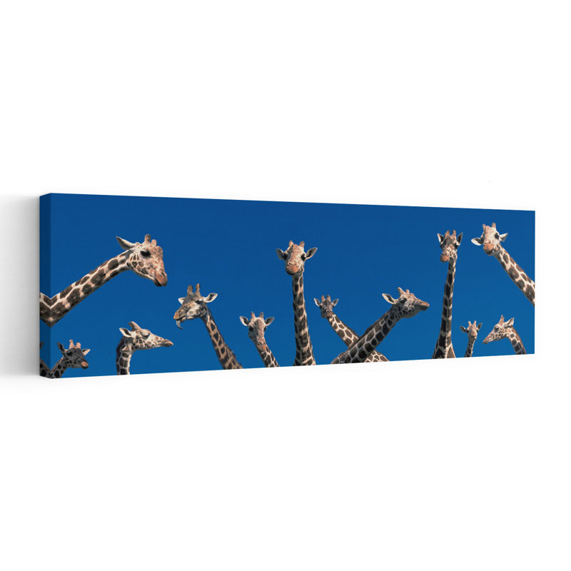 Curious Giraffes Kenya Africa by Collezione Panoramica - Wrapped Canvas Panoramic Print, 30.48 cm H x 91.44 cm W