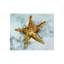 Starfish Print-26704337-26704343