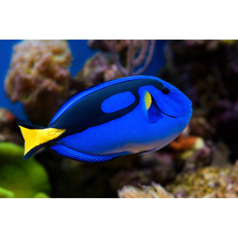 Tropical Fish Palette Tang by Viridis - Wrapped Canvas Print, 61cm H x 91cm W
