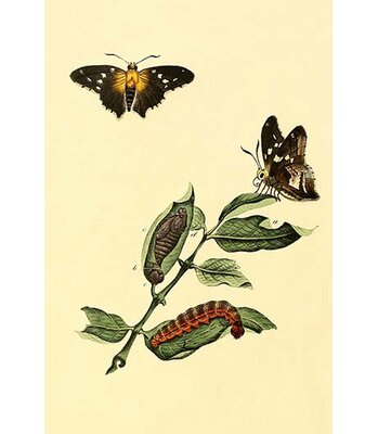 Surinam Butterflies Moths and Caterpillars - Graphic Art Print -  Buyenlarge, 0-587-30987-3C2842