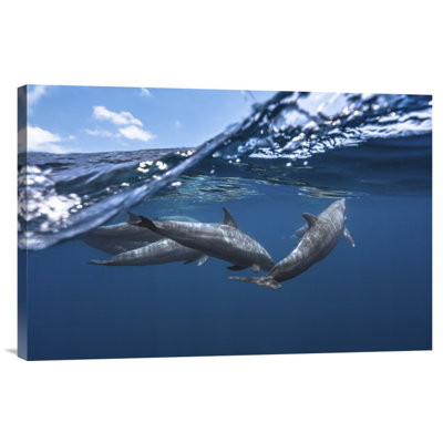 " Dolphins " by Barathieu Gabriel