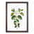 Walnut Framed