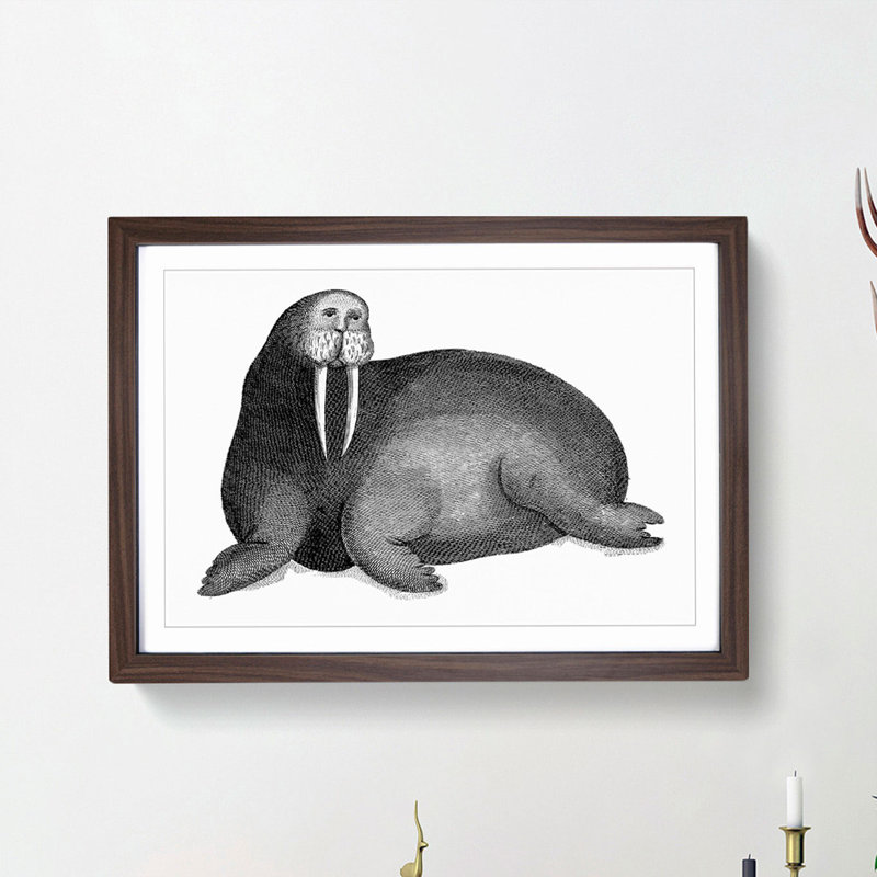 Walrus in Black & White by George Shaw - Picture Frame Drawing Print, Walnut Framed, 48cm H x 65cm W x 2cm D