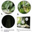 Pinot gris vert - art mural vin-368172750-368172749