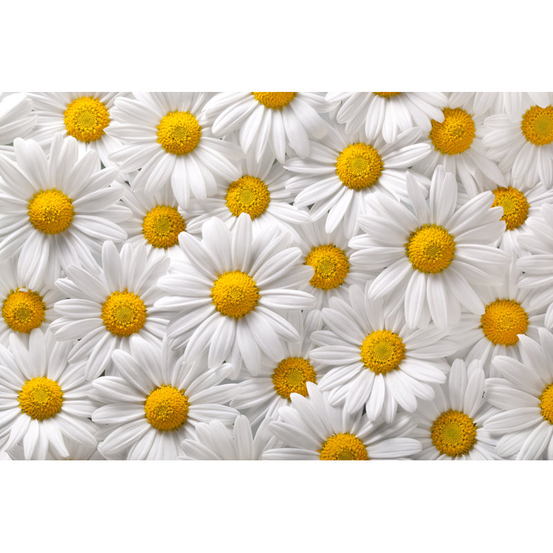 Daisies by Malerapaso - No Frame Print on Canvas, 61cm H x 91cm W