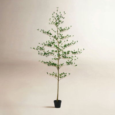 Adcock Olive Tree in Pot