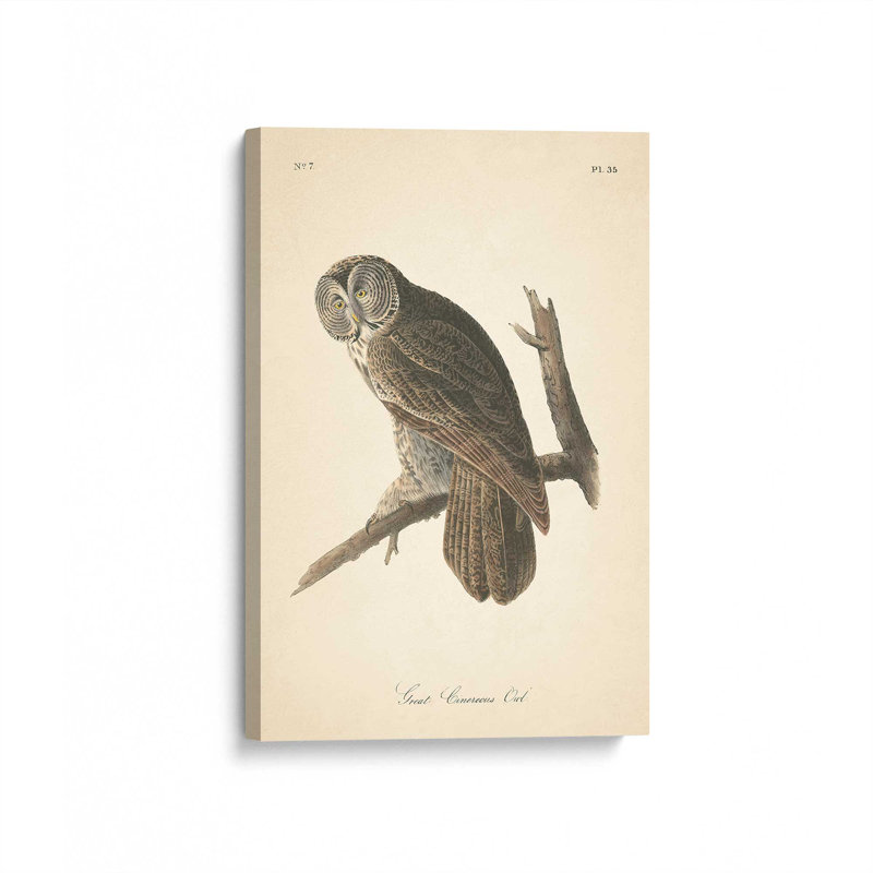 1 - Hibou perché imprimé sur toile roulée, Toile tendue, H 30 po x l 20 po x P 1,25 po