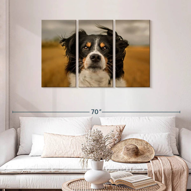 Border collie Brampt Expressive, H 28 po x l 45 po